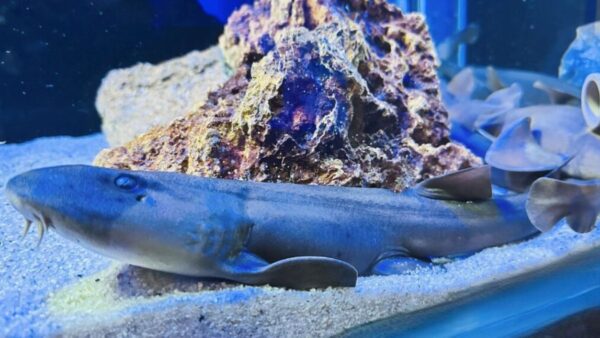 Tubarão que parece ‘caminhar’ sob as águas é atração do Oceanic Aquarium de BC