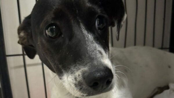 Balneário Camboriú lança chamamento público para realização castrações gratuitas de cães e gatos