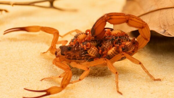 Balneário Camboriú intensifica ações de prevenção e alerta sobre presença de escorpiões