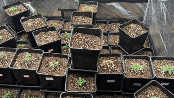 67 pés de maconha são apreendidos no bairro das Nações em Balneário Camboriú