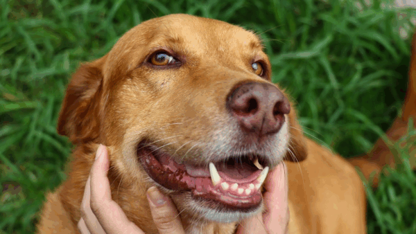 CastraBus começa atendimentos com castração gratuita de cães e gatos em Balneário Camboriú