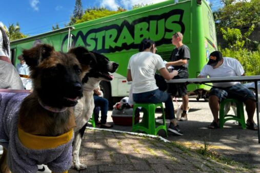 Última fase das castrações gratuitas de cães e gatos ocorre entre 19 e 22 de dezembro
