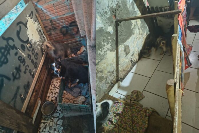 Cães são resgatados em situação extrema de maus-tratos em Balneário Camboriú