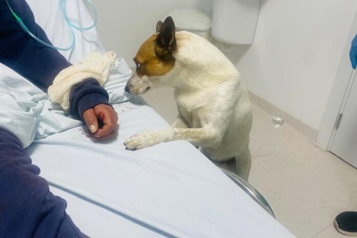 Cachorro acompanha dona em atendimento e emociona na UPA da Barra