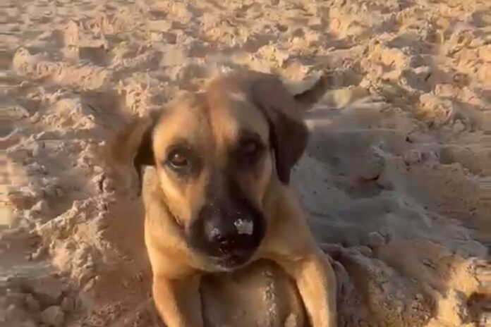 Cão comunitário morre após ser encontrado ferido em Balneário Camboriú