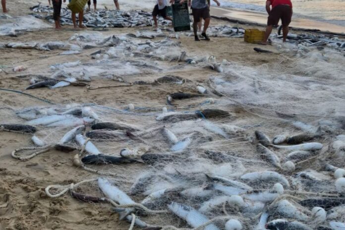 Pescadores celebram captura recorde de tainhas em Laranjeiras e Taquaras