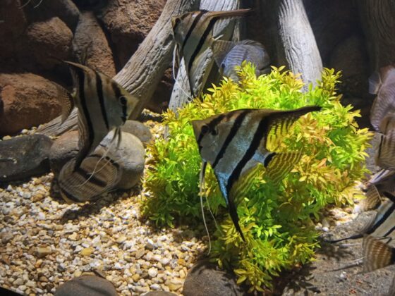 Notícias de Santa Catarina - SC HOJE