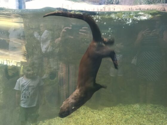 Notícias de Santa Catarina - SC HOJE