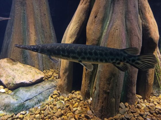 Notícias de Santa Catarina - SC HOJE