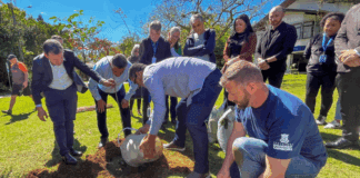 Moradores de Balneário Camboriú podem sugerir locais para o plantio de árvores nativas