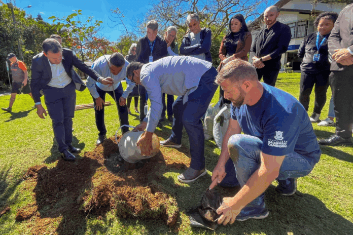Moradores de Balneário Camboriú podem sugerir locais para o plantio de árvores nativas