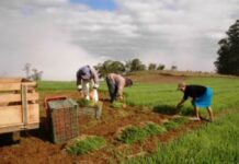 Leis de incentivo ao jovem do campo são sancionadas em SC